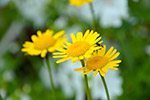 Фотография цветов и насекомых